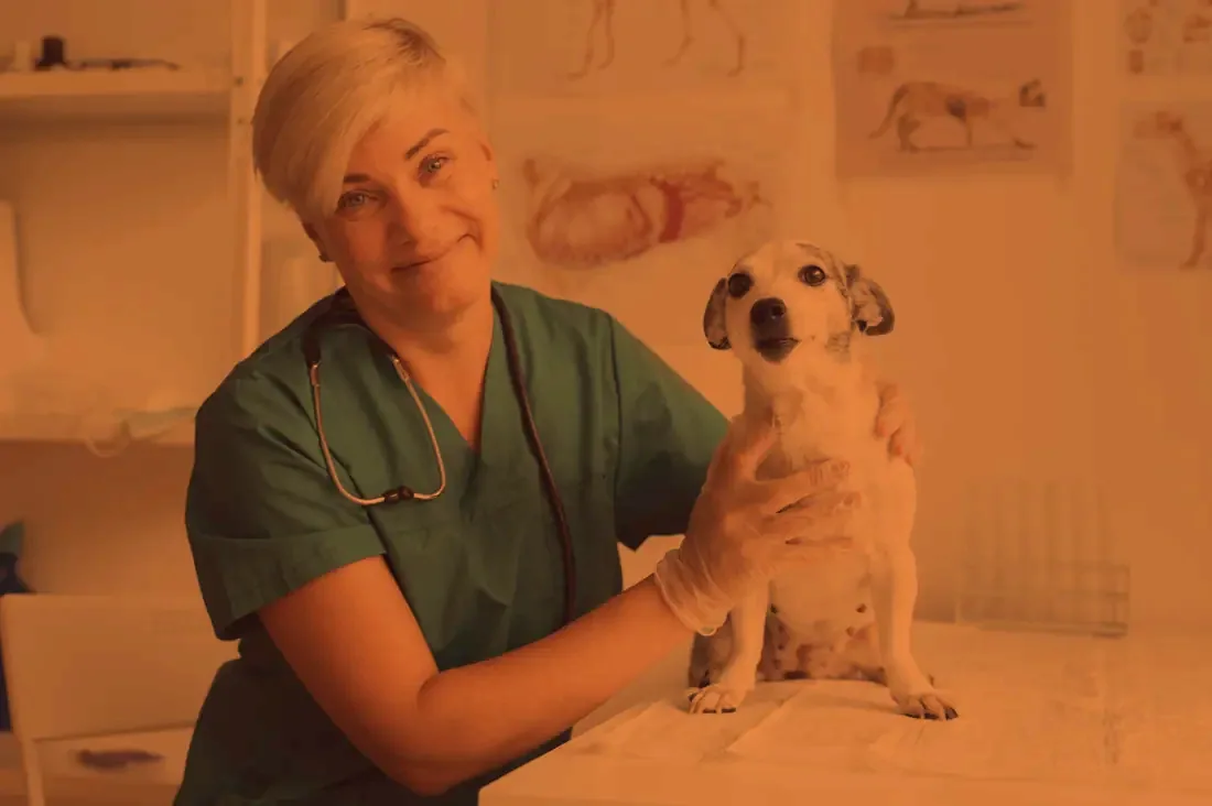A veterinarian in scrubs holding a small dog on an examination table